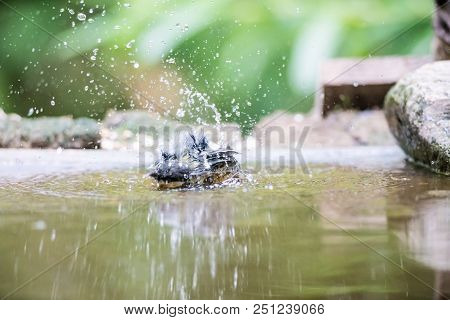 In This Warm Weather Take This Beautiful Coal Titi A Shower