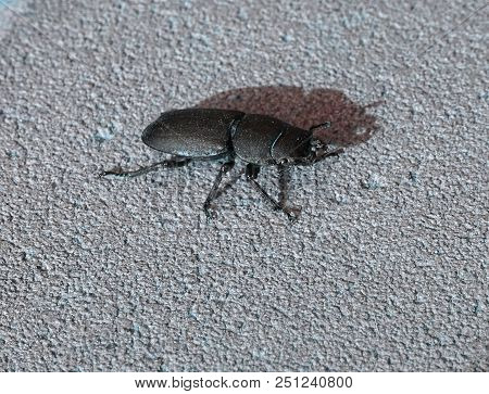 Lesser Stag Beetle (dorcus Parallelipipedus) Sitting On The Pavement. Detail