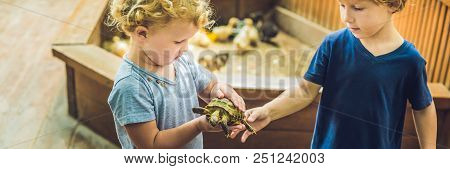Toddlers Boy And Girl Caresses And Playing With Turtle In The Petting Zoo. Concept Of Sustainability