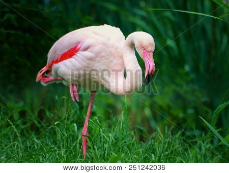 Flamingo Standing On One Leg In High Grass.