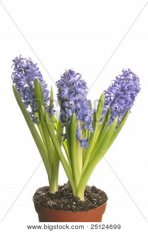 Tre fiori viola
