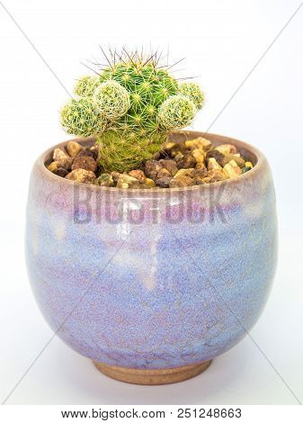 Succulent Cactus Plant In Ceramic, Fresh Cactus Mammillaria Gracilis
