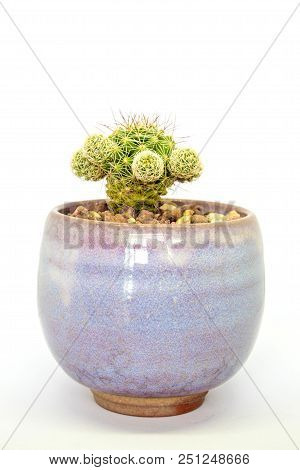 Succulent Cactus Plant In Ceramic, Fresh Cactus Mammillaria Gracilis