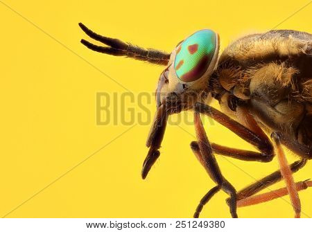 Horsefly (Chrysops relictus) macro of head with metallic eyes. Focus stacking. Extreme sharp and detailed study 