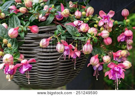 Beautiful Fuchsia Flowering Plants In Old Wicker Pot.