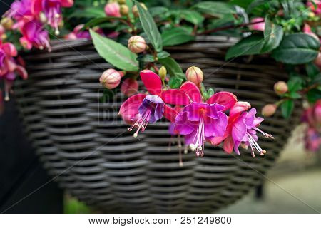 Beautiful Fuchsia Flowering Plants In Old Wicker Pot.