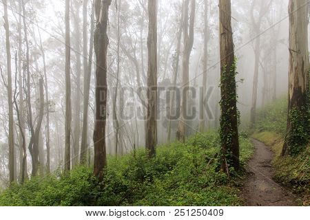 Eucalyptus Forest Cloud. Summer Fog Blowing In Mount Sutro Open Space Preserve, San Francisco, Calif