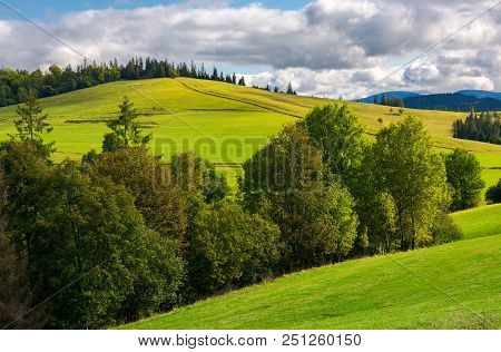 Woodlot On A Grassy Hillside. Footpath Leads Uphill In To The Spruce Forest. Beautiful Countryside S
