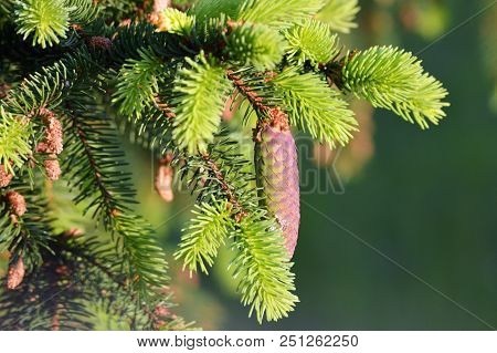 Spurce And The Cones At A Spring
