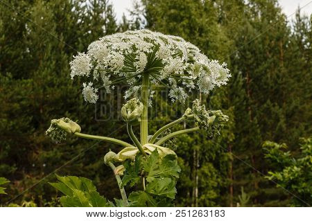 Heracleum Sosnowskyi Cow Parsnip Blooms In Summer