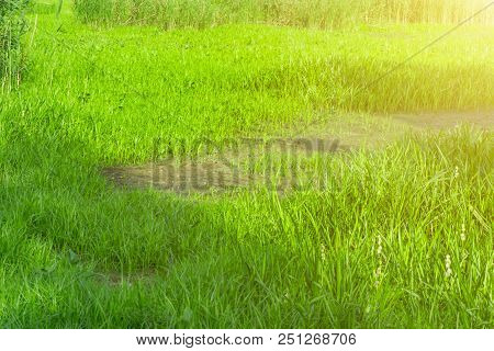 Summer Landscape. Swamp Marsh Bog Quagmire, Morass, Backwater. An Area Of Low-lying