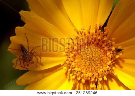 Close Up Of Small Spider On The Yellow Lanceleaf Coreopsis Flower