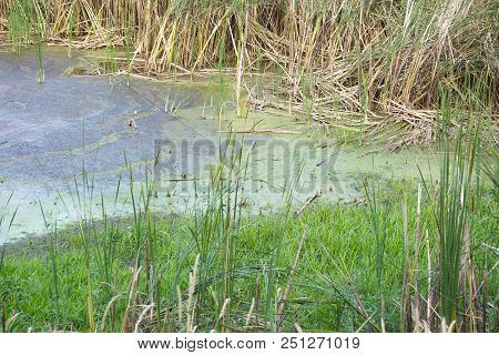 Swamp Marshland Water Landscape. Swamp Land Backwater Panorama.
