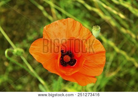 Red Poppy Flowers On The Field Of Wheat Summertime
