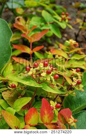Red And Yellow Garden Plant With Ripe Red Fruits