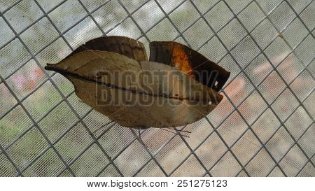 Kallima Inachus Formosana, Butterfly Leaf-shaped, Tropical Insect, Southeast Asia, Malaysia
