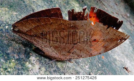 Kallima Inachus Formosana, Butterfly Leaf-shaped, Tropical Insect, Southeast Asia Southeast, Malaysi