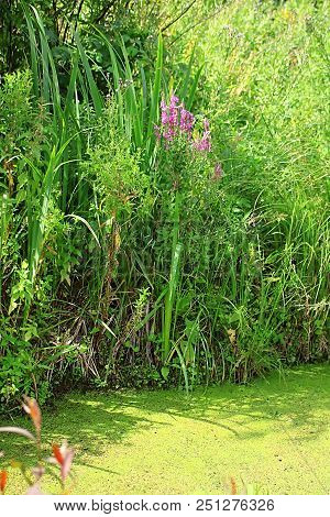 Lythrum Salicaria (purple Loosestrife). Other Names Include Spiked Loosestrife, Or Purple Lythrum