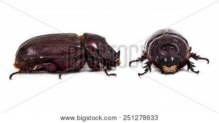 Female Scarab Beetle (dynastes Hercules) Isolated On White Background