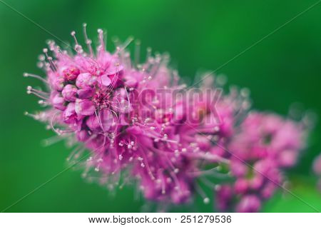 Purple Blooming Spiraea Salicifolia Flowers. Natural Background