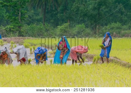 Purulia, West Bengal / India - 14th August 2017 : Indian Rural Women Are Busy Harvesting Paddy (rice