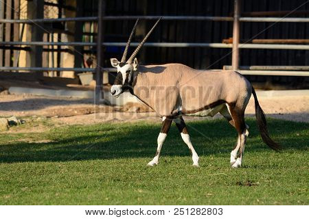 Beautiful Male Gemsbok (oryx Gazella Gazella) Standing On Ground