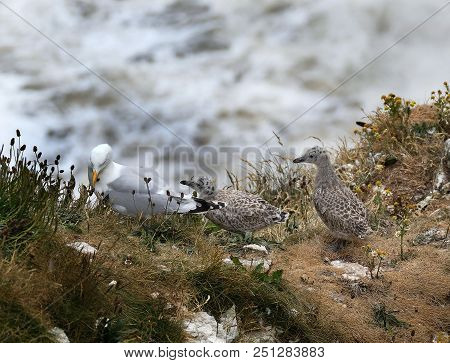 Herring Gull Young On High Chalk Cliffs On Yorkshire, Uk, East Coast.