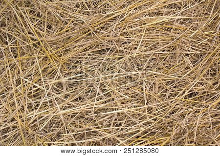 Pile Of Dry Rice Chaff Pattern Texture And Background.