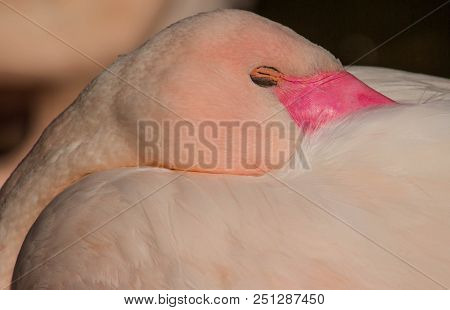 Pretty Pink Flamingo Sleeping, Taken In Scottburgh