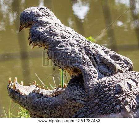 This Is A Scary Crocodile Name Henry