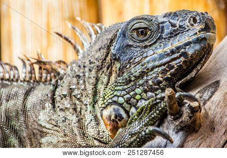This Is An Iguana Taken In Scottburgh