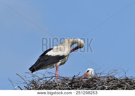 Stork Mutter Feeding The Little Baby In The Nest