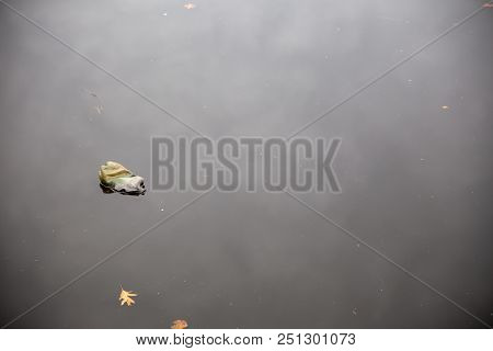 Single Bottle Floating - Pollution In The Water