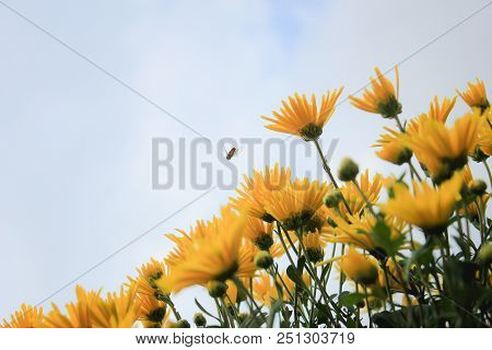 Bee Flying Over Yellow Flowers At Spring