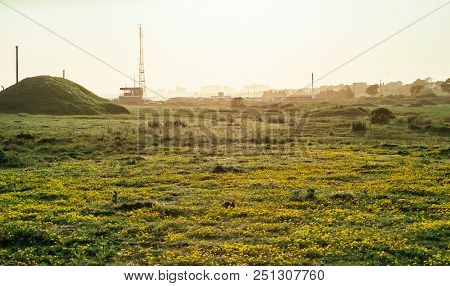 A Sunlit Field Full Of Yellow Flowers, Photographed In Shoeburyness, Essex
