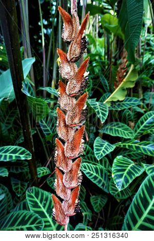 Heliconia Vellerigera Spotted In The Secret Gardens, San Gerardo