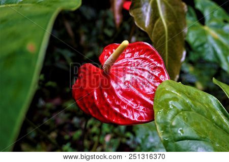 Flamingo Flower Blossom Spotted In The Secret Gardens, San Gerardo