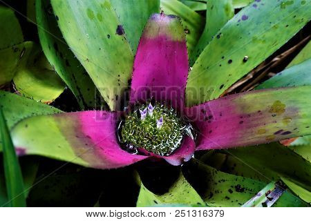 Pink And Green Bromelidad Spotten In The Secret Gardens, San Gerardo