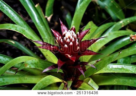 Red And White Bromelia Blossom Spotted In The Secret Gardens, San Gerardo