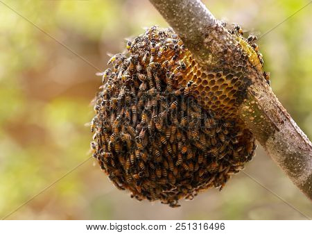 Honeycomb And Bee Or Apis Florea On Moringa Tree And Blur Green Leaves Background.