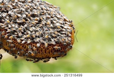 Honeycomb And Bee Or Apis Florea On Moringa Tree And Blur Green Leaves Background.