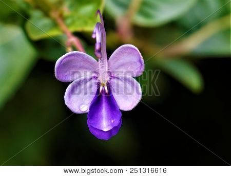Glorybower Blossom Spotted In The Secret Gardens, Costa Rica