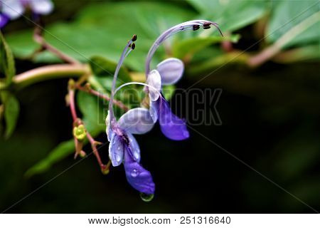 Blossoms Of Butterfly Bush Spotted In The Secret Gardens, Costa Rica