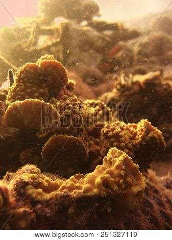 Underwater Photo, A View Of The Coral And Fish In The Red Sea In Israel