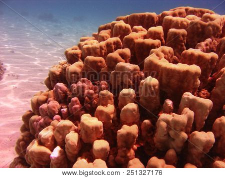 Underwater Photo, A View Of The Coral And Fish In The Red Sea In Israel