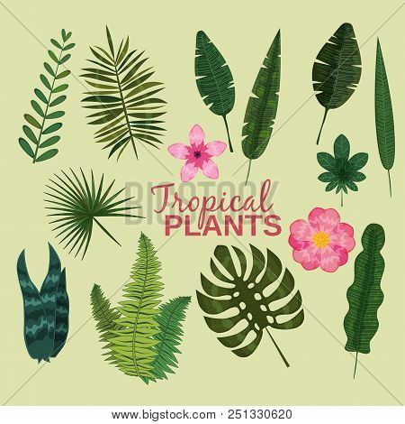 Set Tropical Leaves Plant Vector Tropic Leaf Foliage Palm Or Banana Tree In Jungle Exotic Monstera A