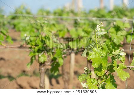 Vineyard At Sring Near Village Of Saint-emilion