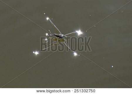 Hydrometra Stagnorum Linnaeus On The Surface Of The Pond