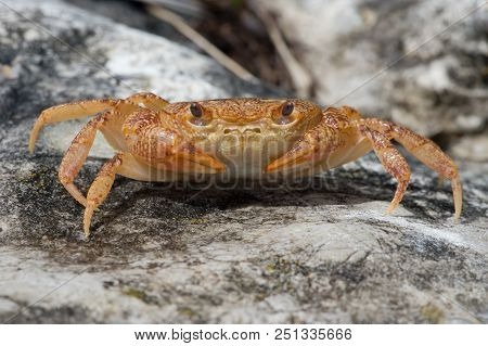 Potamon Potamios Freshwater Crab In Stony Riverbed