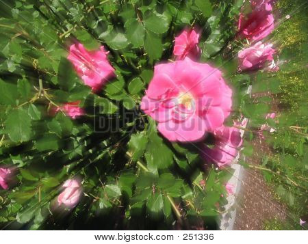 Blomst 2